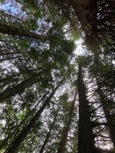 A participant’s photo of looking up through the canopy.