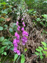 A participant’s photo of a flower where a bee is collecting nectar.