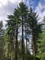 A participant’s photo of the tallest trees they spotted in the area.