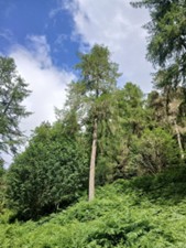 A participant’s photo of coniferous trees, seemingly not showing signs of disease.