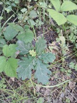 A participant’s photo showing different tree species observed on the ground (new oak saplings naturally regenerating).